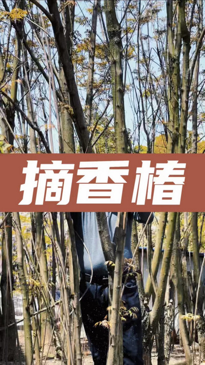 香椿雞蛋有，就缺二兩酒！