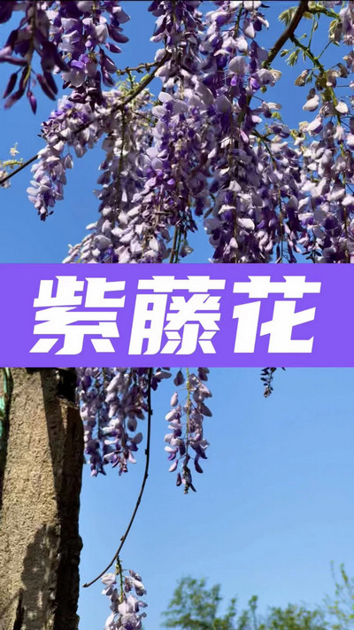 春有約，花不誤，陌上紫藤香如故。